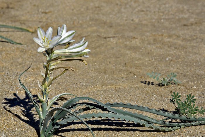 Desert Lily grows up to 3 feet tall, usually much less in normal conditions. This species blooms from February to May and March to May in California. Hesperocallis undulata Desert Lily grows up to 3 feet tall, usually much less in normal conditions. This species blooms from February to May and March to May in California. Hesperocallis undulata